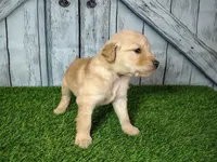 Noah, a male Golden Retriever for sale in Woodburn, IN – Photo 4 of 4