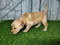 Noah, a male Golden Retriever for sale in Woodburn, IN – Photo 2 of 4