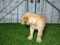 Noah, a male Golden Retriever for sale in Woodburn, IN – Photo 3 of 4