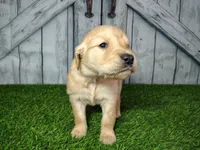 Noah, a male Golden Retriever for sale in Woodburn, IN – Photo 1 of 4