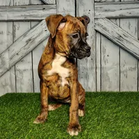 Roxy, a female Boxer for sale in Woodburn, IN – Photo 1 of 5