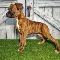 Roxy, a female Boxer for sale in Woodburn, IN – Photo 5 of 5