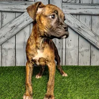 Roxy, a female Boxer for sale in Woodburn, IN – Photo 2 of 5