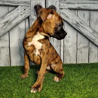 Roxy, a female Boxer for sale in Woodburn, IN – Photo 3 of 5