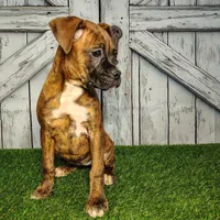 Roxy, a female Boxer for sale in Woodburn, IN – Photo 4 of 5
