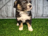 Paisley, a female Miniature Australian Shepherd for sale in Woodburn, IN – Photo 3 of 3