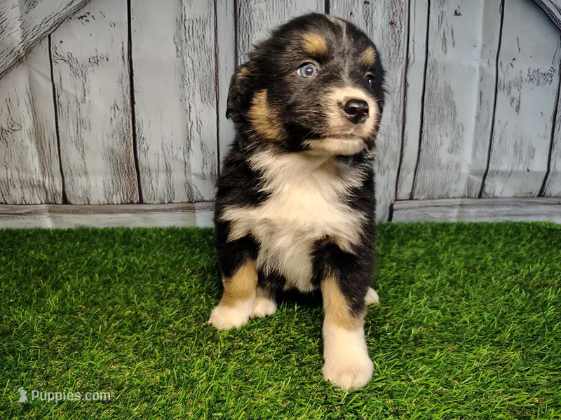 Paisley – Miniature Australian Shepherd puppy for sale in Woodburn, IN
