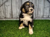Paisley, a female Miniature Australian Shepherd for sale in Woodburn, IN – Photo 1 of 3