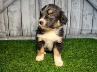 Paisley, a female Miniature Australian Shepherd for sale in Woodburn, IN – Photo 2 of 3