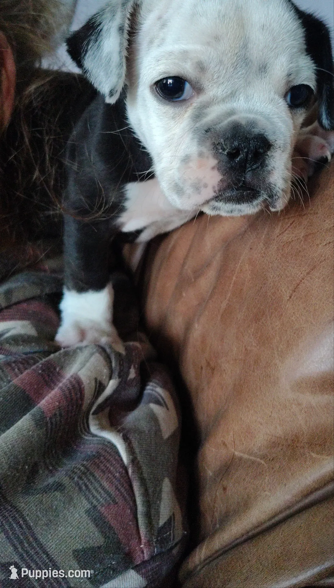 Lettie, a female Olde English Bulldogge for sale in Woodburn, IN – 8 of 10
