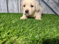 Scout, a male English Cream Golden Retriever for sale in Woodburn, IN – Photo 1 of 2