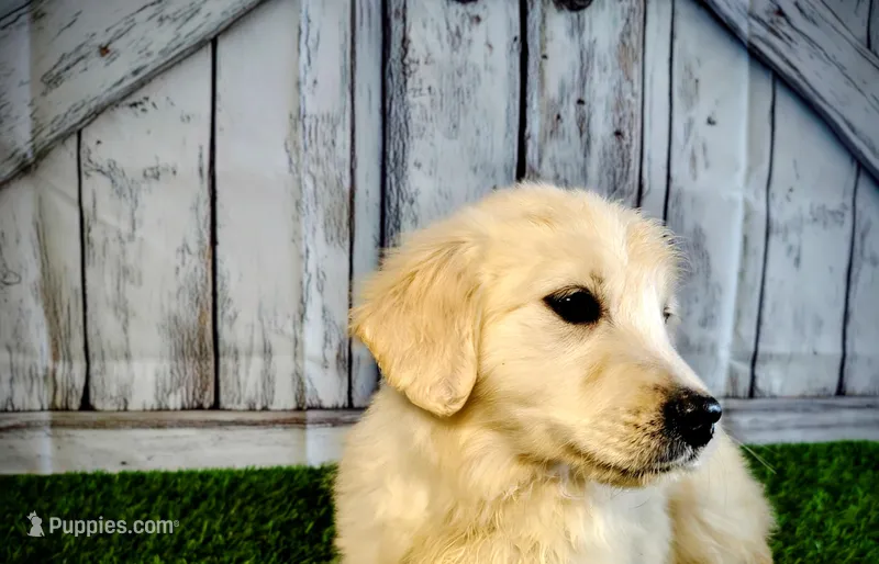 Scout – English Cream Golden Retriever puppy for sale in Woodburn, IN