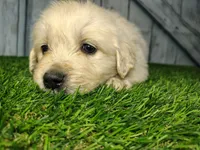 Scout, a male English Cream Golden Retriever for sale in Woodburn, IN – Photo 2 of 2