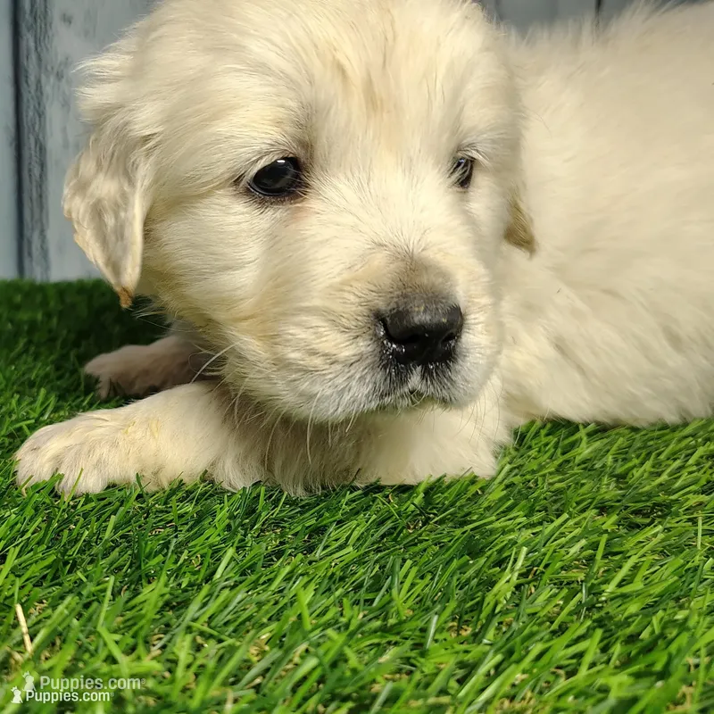 Sugar  – English Cream Golden Retriever puppy for sale in Woodburn, IN
