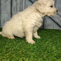 Sugar , a female English Cream Golden Retriever for sale in Woodburn, IN – Photo 3 of 3