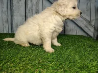 Shadow , a male English Cream Golden Retriever for sale in Woodburn, IN – Photo 3 of 3