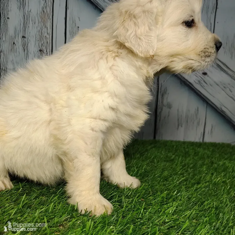 Sugar  – English Cream Golden Retriever puppy for sale in Woodburn, IN