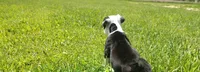 Lettie, a female Olde English Bulldogge for sale in Woodburn, IN – 9 of 10