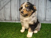 Porter , a male Miniature Australian Shepherd for sale in Woodburn, IN – Photo 1 of 5