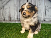 Porter , a male Miniature Australian Shepherd for sale in Woodburn, IN – Photo 2 of 5