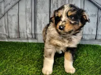 Porter , a male Miniature Australian Shepherd for sale in Woodburn, IN – Photo 4 of 5