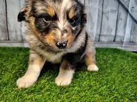 Porter , a male Miniature Australian Shepherd for sale in Woodburn, IN – Photo 5 of 5
