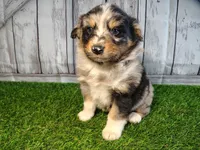 Porter , a male Miniature Australian Shepherd for sale in Woodburn, IN – Photo 3 of 5