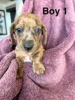 Jinx, a male Miniature Dachshund for sale in Myrtle Beach, SC – 5 of 5