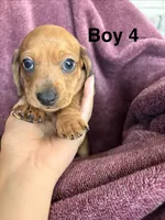 Chunk , a male Miniature Dachshund for sale in Myrtle Beach, SC – 1 of 3