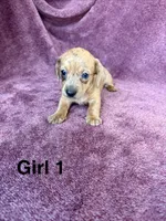 Princess , a female Miniature Dachshund for sale in Myrtle Beach, SC – 4 of 6
