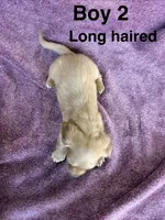 Goldie , a male Miniature Dachshund for sale in Myrtle Beach, SC – 2 of 4