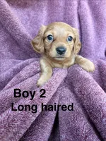 Goldie , a male Miniature Dachshund for sale in Myrtle Beach, SC – 4 of 4