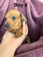 Chunk , a male Miniature Dachshund for sale in Myrtle Beach, SC – 2 of 3