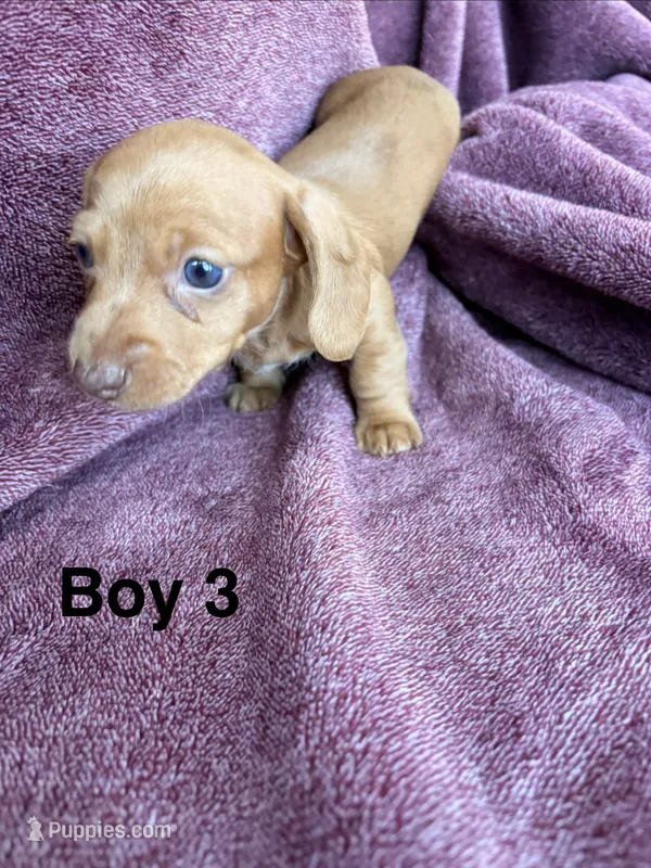 Bean – Miniature Dachshund puppy for sale in Myrtle Beach, SC