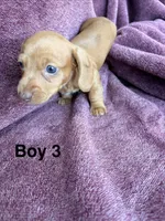 Bean, a male Miniature Dachshund for sale in Myrtle Beach, SC – 1 of 3