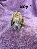 Jinx, a male Miniature Dachshund for sale in Myrtle Beach, SC – 2 of 5