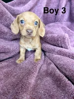 Bean, a male Miniature Dachshund for sale in Myrtle Beach, SC – 3 of 3