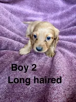 Goldie , a male Miniature Dachshund for sale in Myrtle Beach, SC – 3 of 4