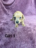 Princess , a female Miniature Dachshund for sale in Myrtle Beach, SC – 5 of 6