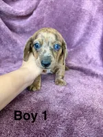 Jinx, a male Miniature Dachshund for sale in Myrtle Beach, SC – 3 of 5