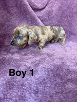 Jinx, a male Miniature Dachshund for sale in Myrtle Beach, SC – 4 of 5