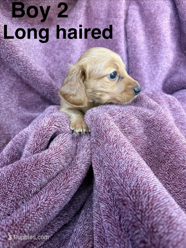 Goldie  – Miniature Dachshund puppy for sale in Myrtle Beach, SC