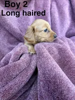Goldie , a male Miniature Dachshund for sale in Myrtle Beach, SC – 1 of 4