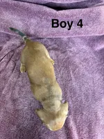 Chunk , a male Miniature Dachshund for sale in Myrtle Beach, SC – 3 of 3