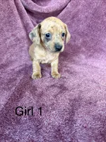 Princess , a female Miniature Dachshund for sale in Myrtle Beach, SC – 3 of 6