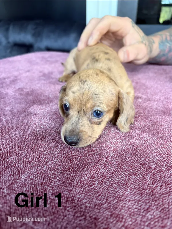Princess  – Miniature Dachshund puppy for sale in Myrtle Beach, SC