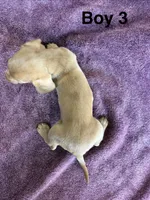 Bean, a male Miniature Dachshund for sale in Myrtle Beach, SC – 2 of 3