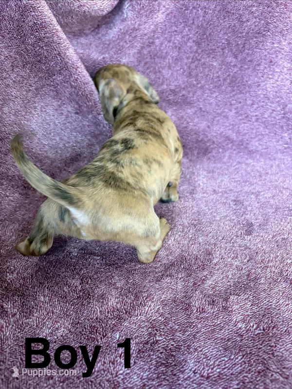 Jinx – Miniature Dachshund puppy for sale in Myrtle Beach, SC