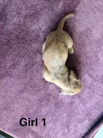 Princess , a female Miniature Dachshund for sale in Myrtle Beach, SC – 6 of 6