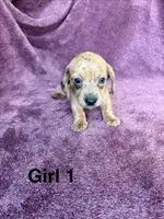 Princess , a female Miniature Dachshund for sale in Myrtle Beach, SC – 2 of 6
